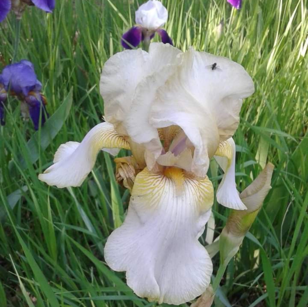 6 Beautiful big mixed iris bulbs, bare root - Picture 5 of 5